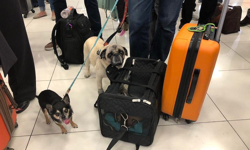 Pet Travel to Europe from USA