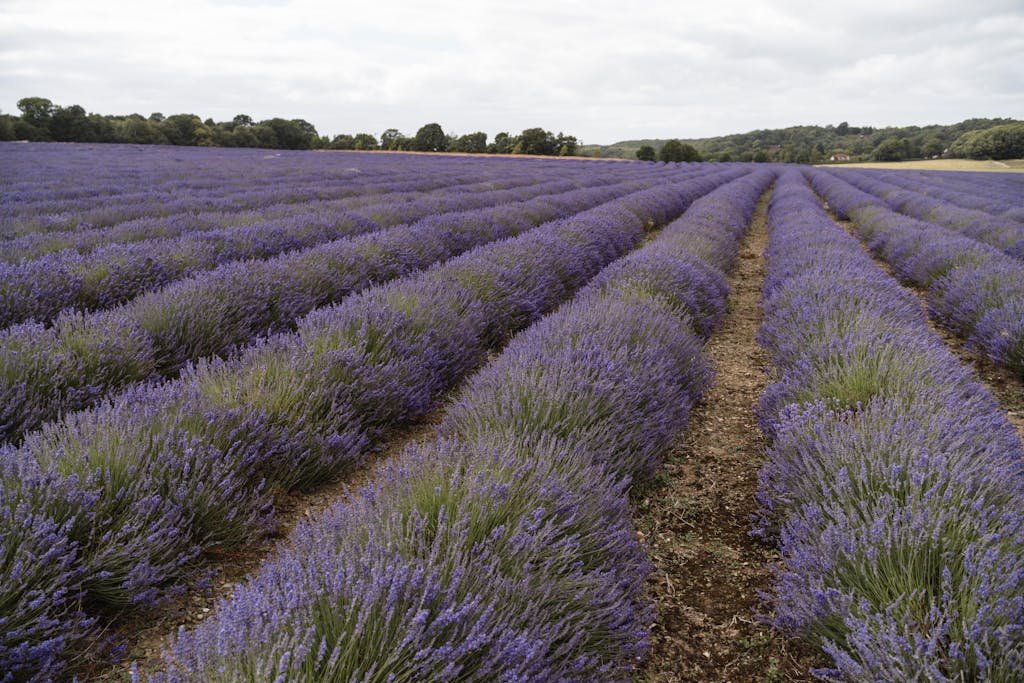 Special Mentions: Lavender Season And April Weather