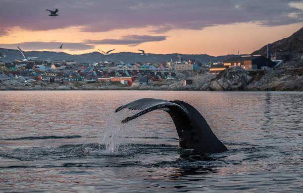 Whale Watching and Arctic Wildlife